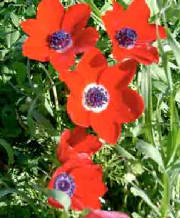 red-anemones-11k.jpg
